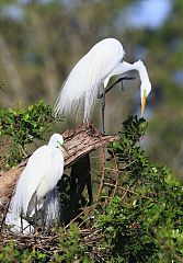 Great Egret